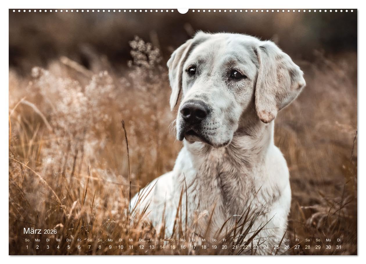 Verzauberung Labrador Retriever 2026 (Wandkalender 2026 DIN A2 quer), CALVENDO Monatskalender