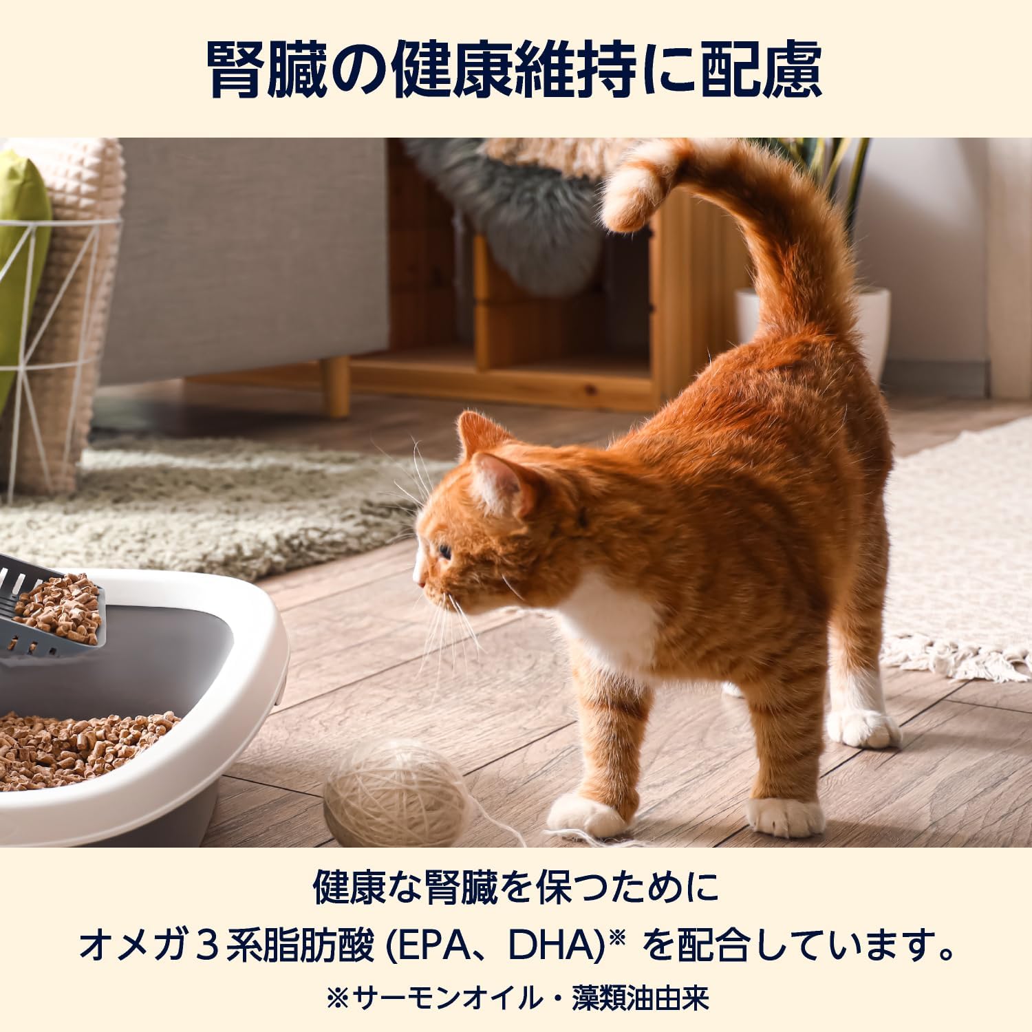 by 猫用食事療法食 腎臓ケア 2kg ベッツソリューション 食事療法食 猫用