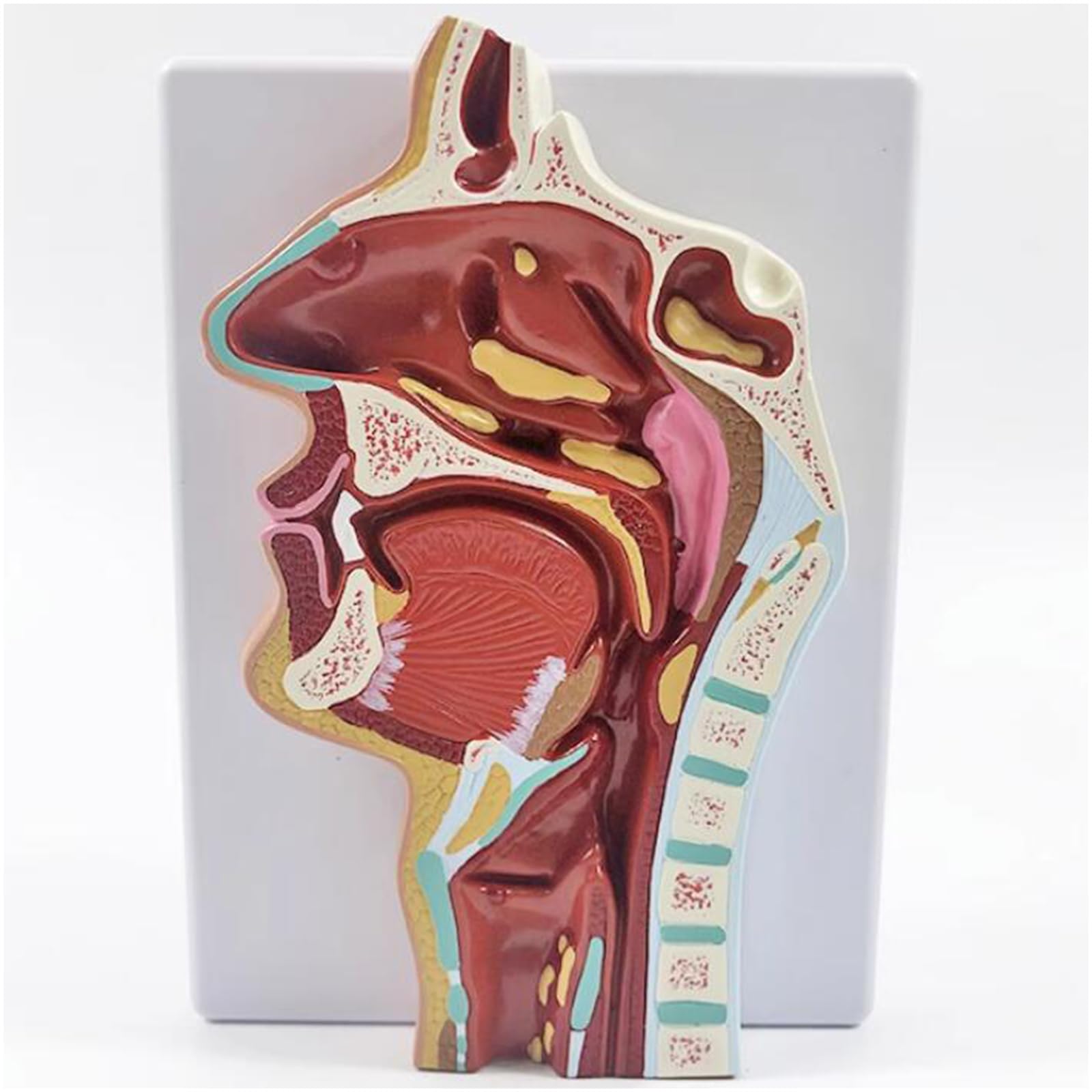 Modello di Anatomia nasale Umana - Modello di insegnamento del rinofaringe e della Gola - Modello della laringe faringea per l'educazione scientifica,Rhinitis