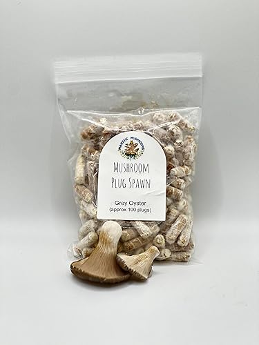 Tapón de hongo ostra gris 100x