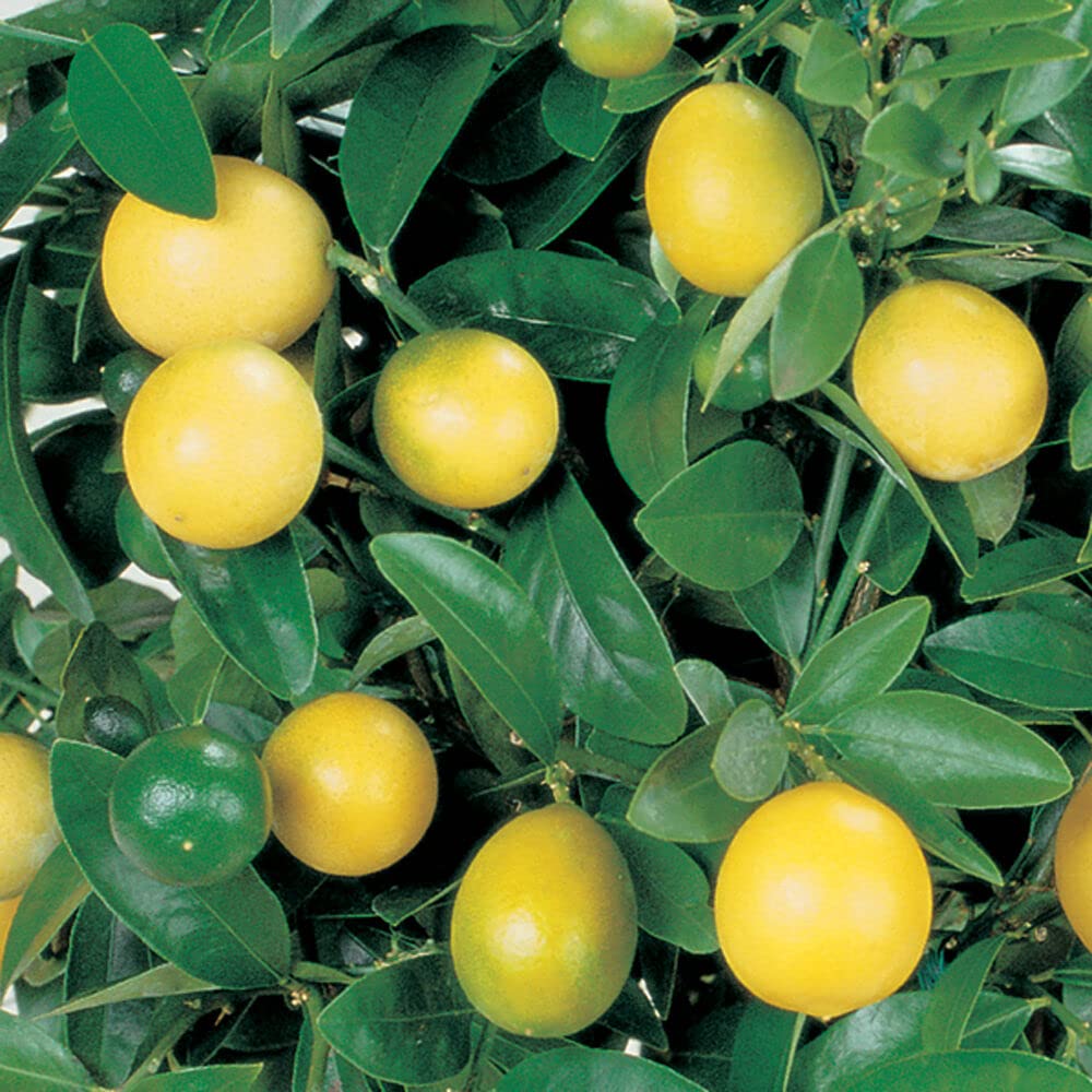 Buy Lemon Tree Lemon Tree Fruit Bush Citrus s Dwarf Citrus x Limon
