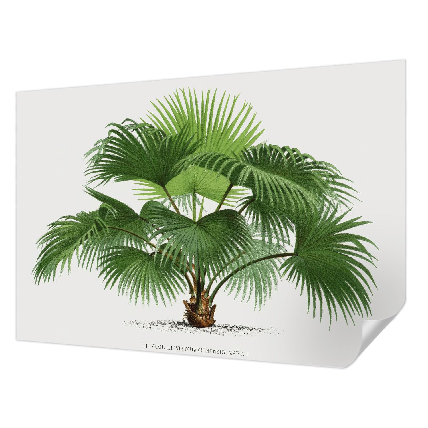 Papier peint adhésif moderne palmier exotique Tulup 152x104