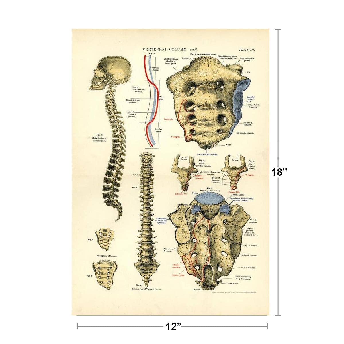 Amazon.co.jp: Human Anatomy脊椎Vertebral列解剖学チャート