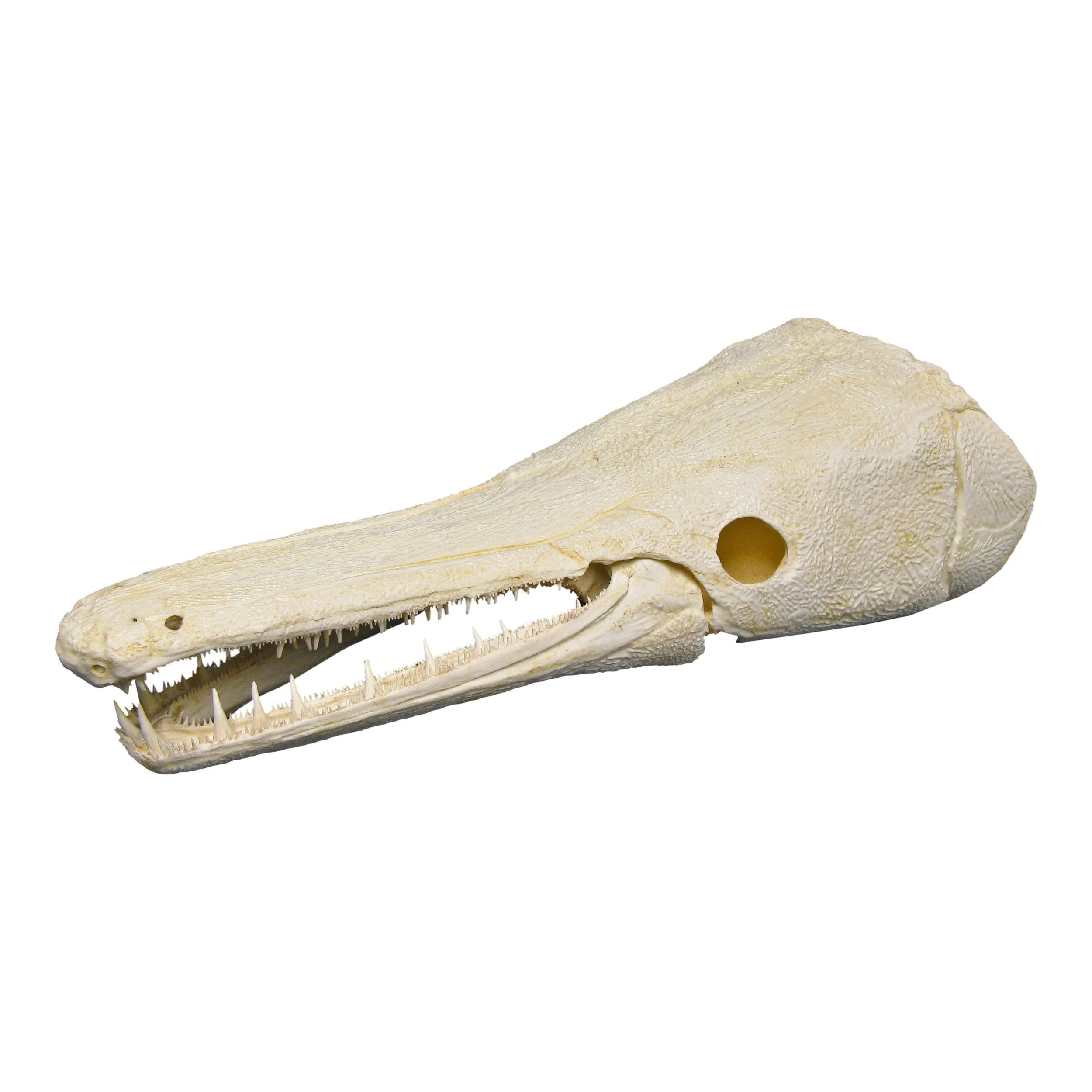 Alligator Gar Skull (Teaching Quality Replica)