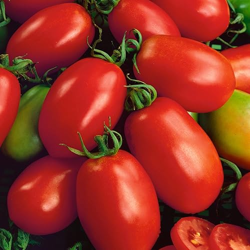 Napoli Semillas de tomate 0.25 oz 1700 semillas Sin OMG, herencia Huerto Solanum lycopersicum