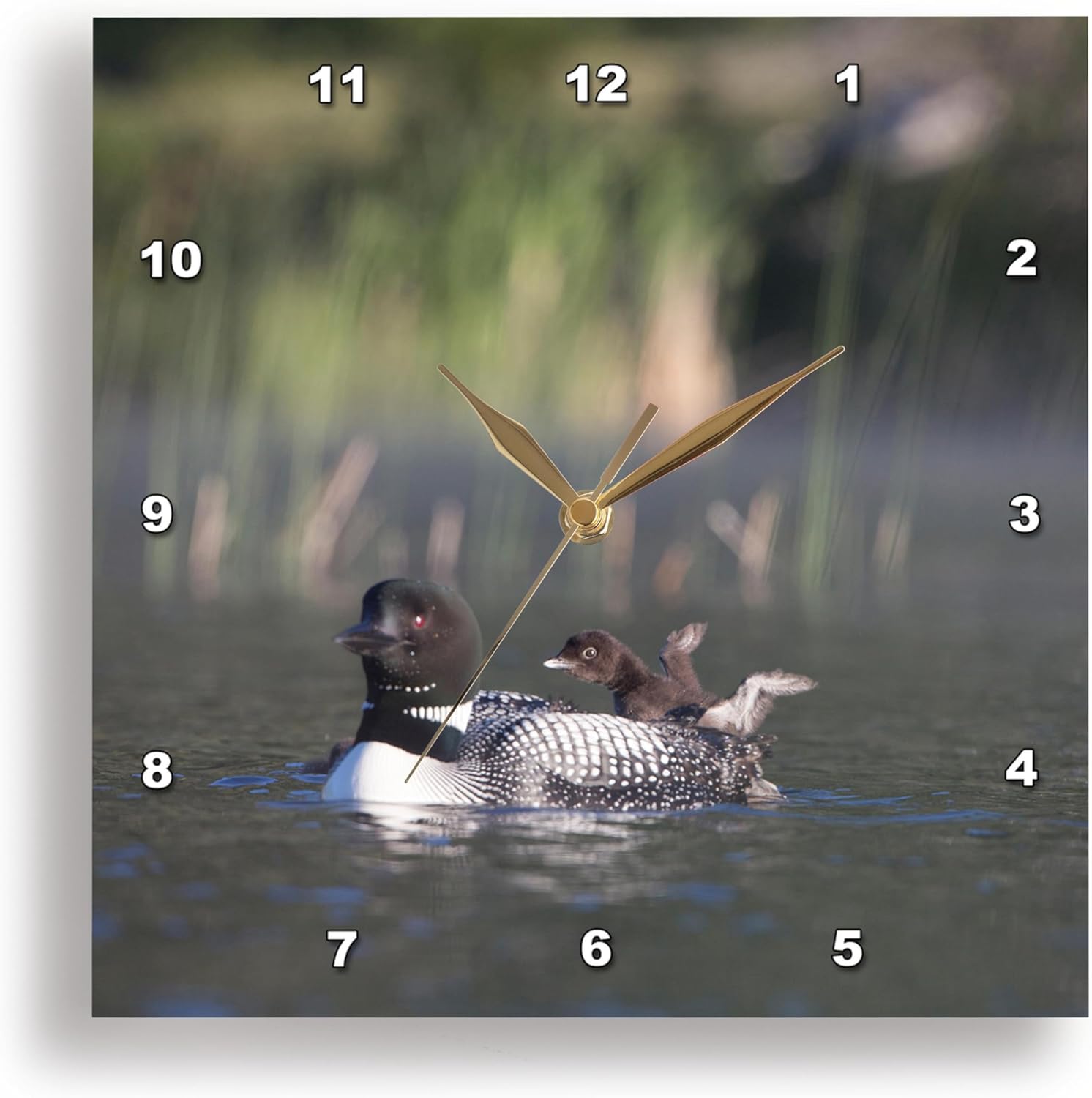 3dRose Wall Clock Silent - 15 inch - Canada, B.C., Adult Common Loon Floats with a Chick on its Back. - Birds