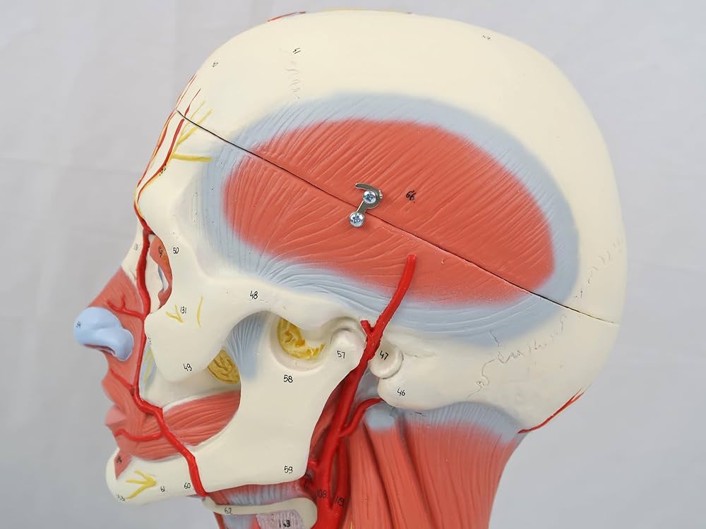 Amazon.co.jp: 頭頸部の浅・深層筋や神経・血管を再現，脳は分解