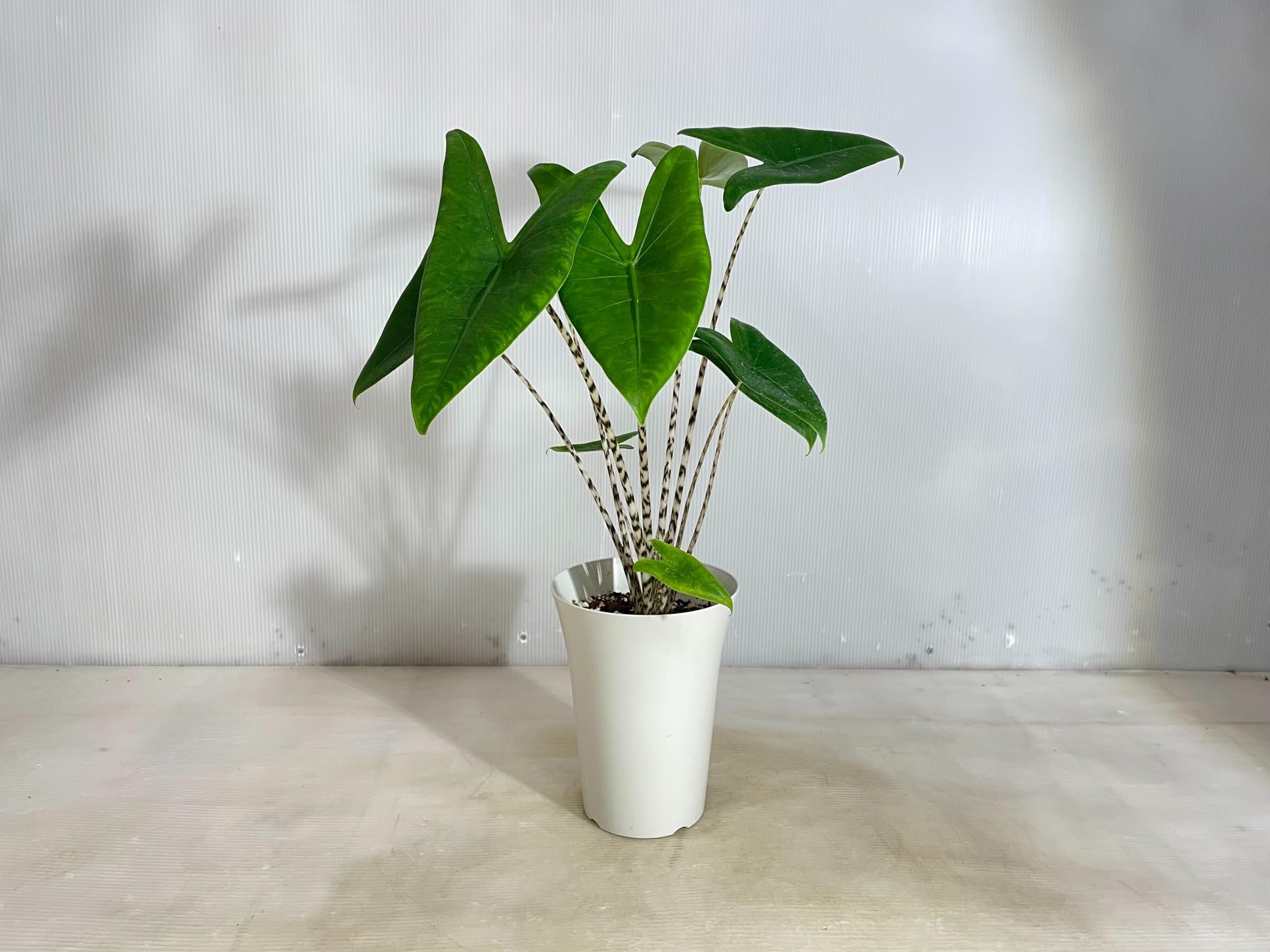 Amazon｜【観葉植物】 アロカシア ゼブリナ セブリナ 15cmプラ鉢 高さ
