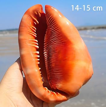 COYOUCO Natural Seashells, Large Ocean Conch Shells for Beach Theme Party Wedding Home Decor DIY Crafts Fish Tank and Shell Collectors,C