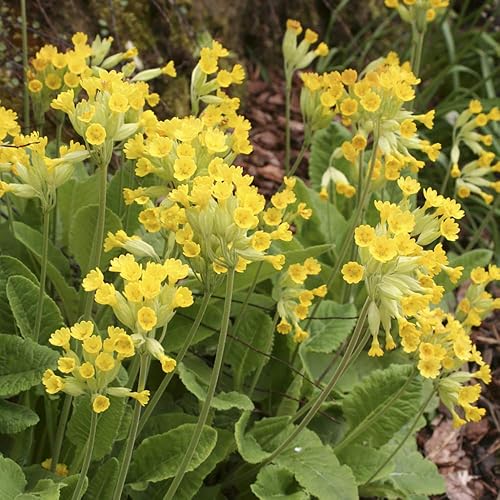 You Garden - 1 x Primula veris (Cowslip) Supplied in