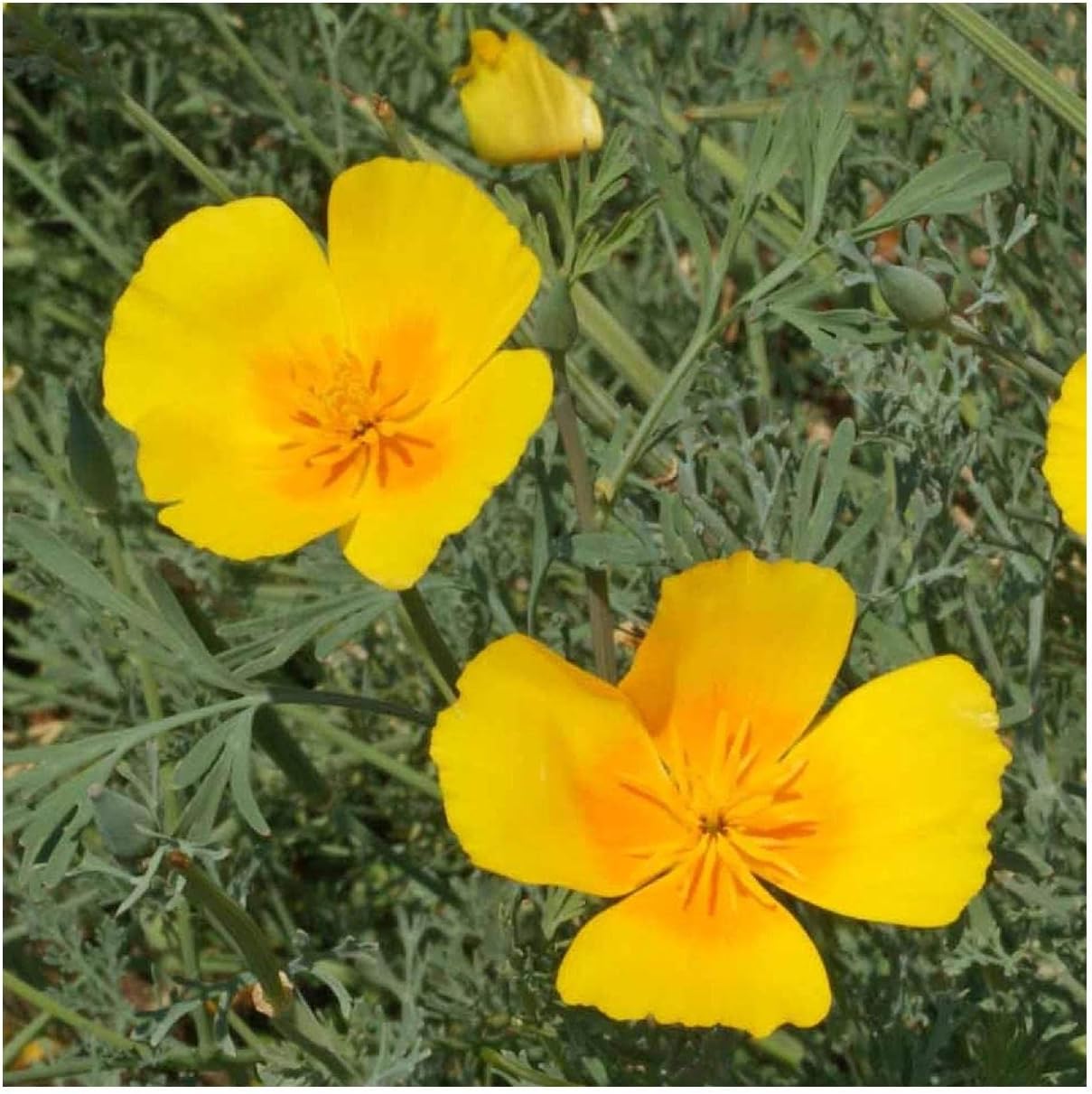Everwilde Farms - 1 Lb Golden West California Poppy Wildflower Seeds - Gold Vault