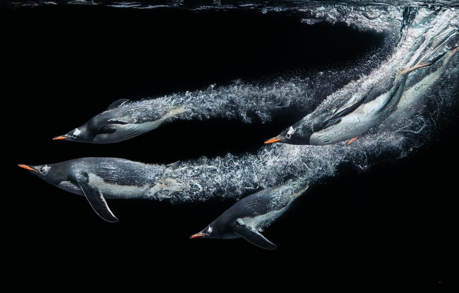 Vögel: Eine fotografische Liebeserklärung in Porträts. Foto-Bildband Vögel der Welt. Wissensbuch des Jahres 2022