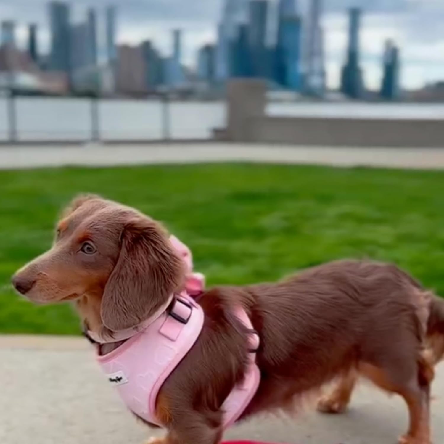 Small Dog Harness Set – Cute No Pull, All Weather, Breathable Harness and Leash Set with Collar, Bandana, Sailor Bow & Poop Bag Holder – Adjustable, Soft & Stylish - Pink Hearts on Jacquard Fabric