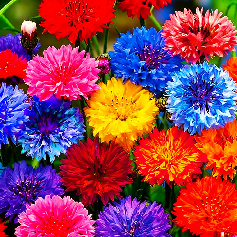 1107+ Perennial Cornflower Seeds Mix for Planting,Dwarf Colorful Cornflower Seeds Corn Flowers Seed Non-GMO Heirloom Plant Seed Home Garden