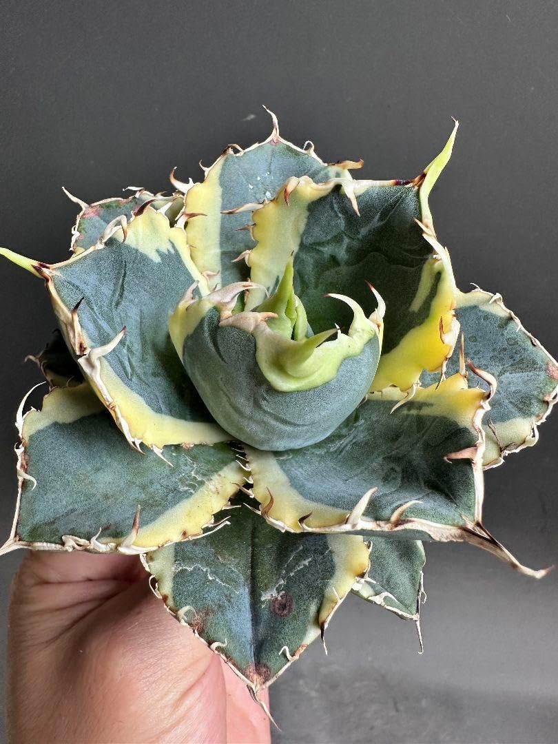 2036アガベ チタノタ 白鯨錦 覆輪斑 永久斑 極美株