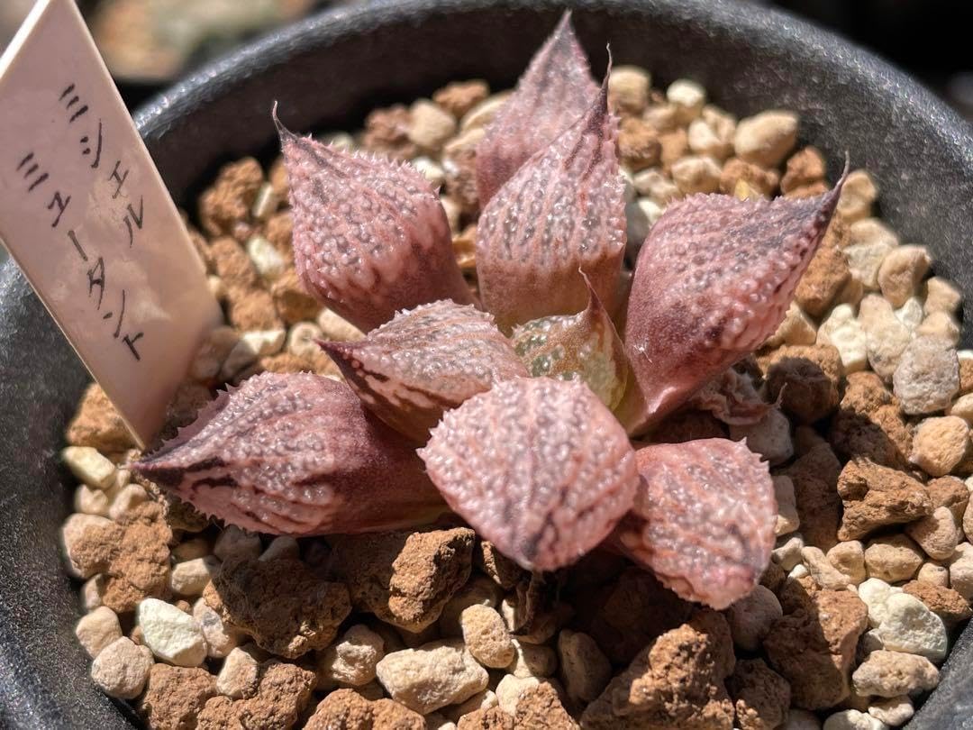 ミシェルミュータント ハオルチア ハオルシア