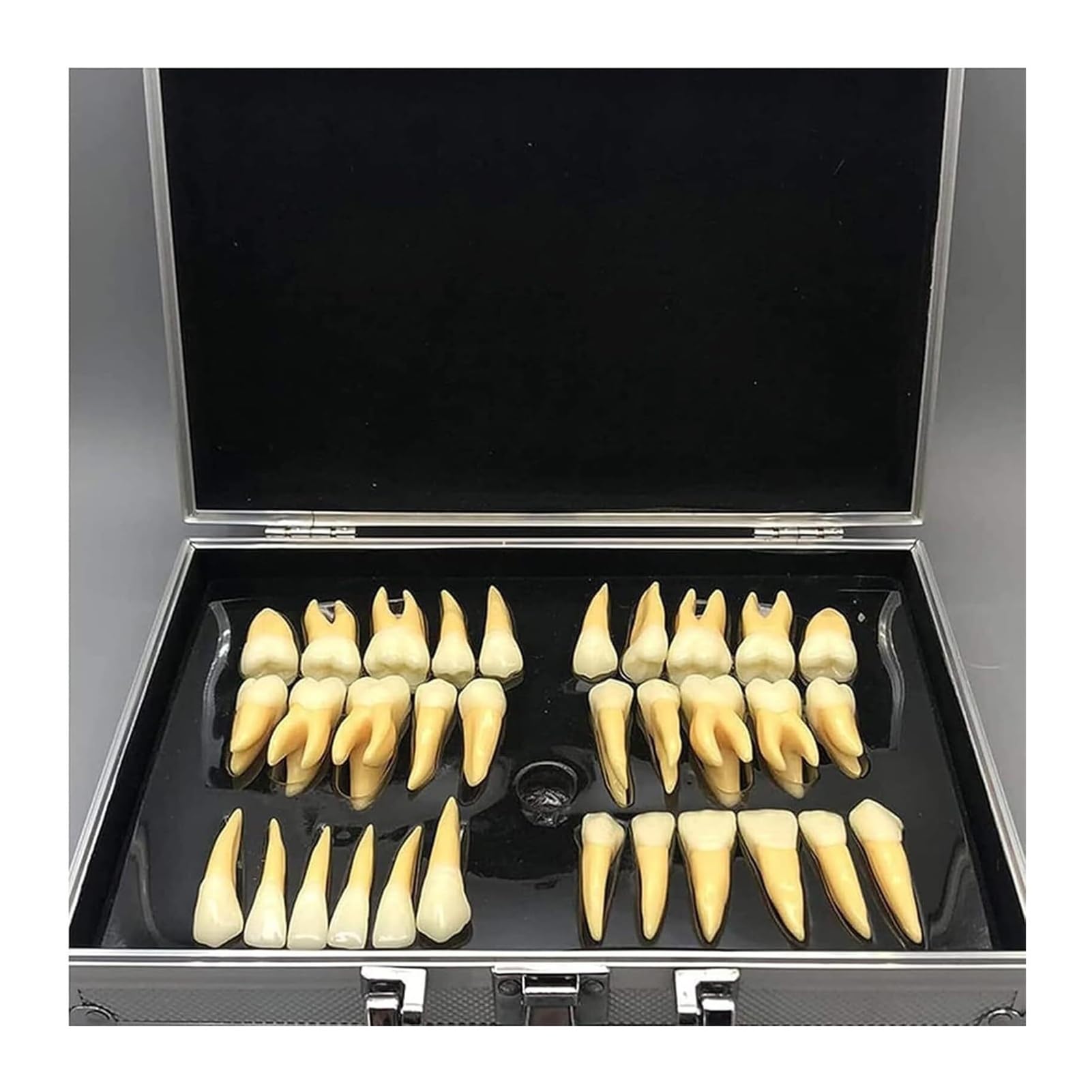 Model zębów dentystycznych powiększony 2,5 razy - 32 szt. Zestaw zębów dla dorosłych z etui do przechowywania, powiększone dwukolorowe zęby Narzędzia edukacyjne i dydaktyczne