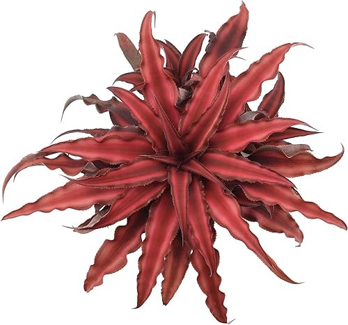Miniatura 3 de Cryptanthus Super Red Earth Star - Planta viva de interior en maceta de plástico de 4 pulgadas **8* no se puede enviar a California y Hawái**