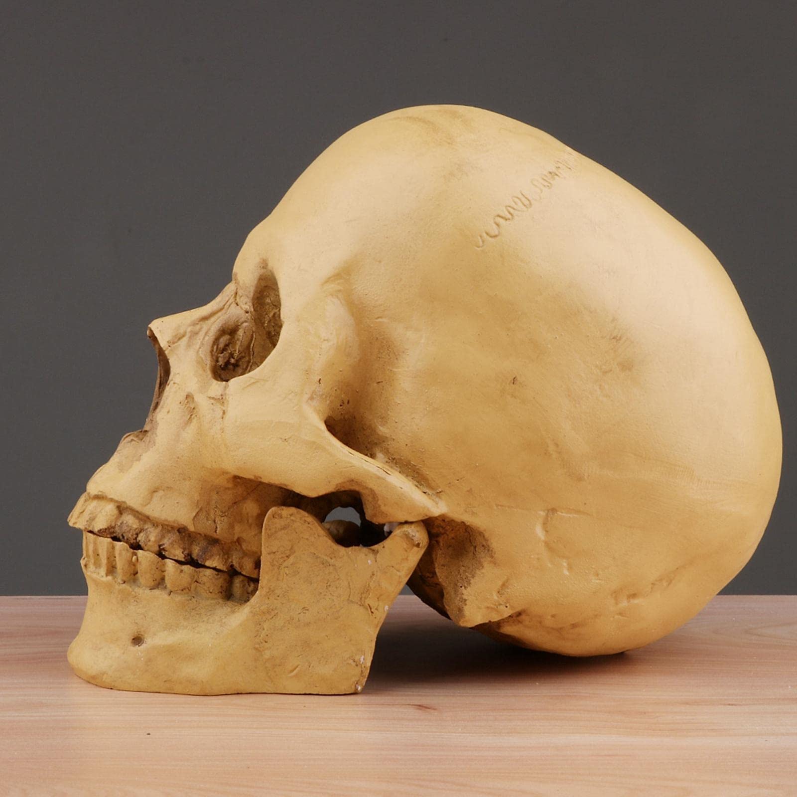 Replica realistica del teschio umano a grandezza naturale, 16,5 cm