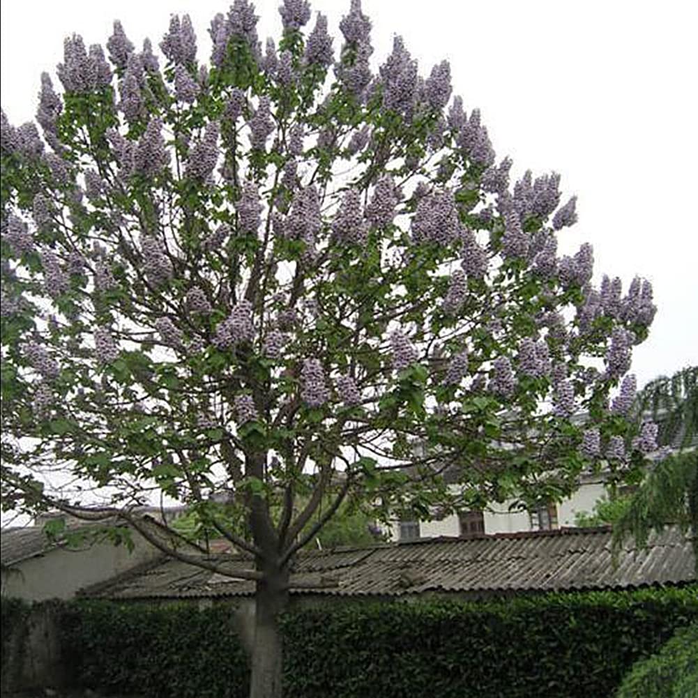 Saterkali Nasiona Paulownia Elongata, 100 szt. Nasiona Paulownia Elongata Las Szybko rosnące drzewo Roślina ogrodowa do domu Nasiona Paulowni