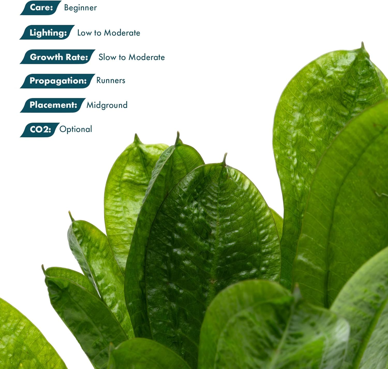 SubstrateSource Echinodorus Parviflorus Rosette Sword Live Plant for Freshwater Aquariums, Natural Fish Tank Decorations, and Aquatic Decor (3 Pots (6-9 Plants))
