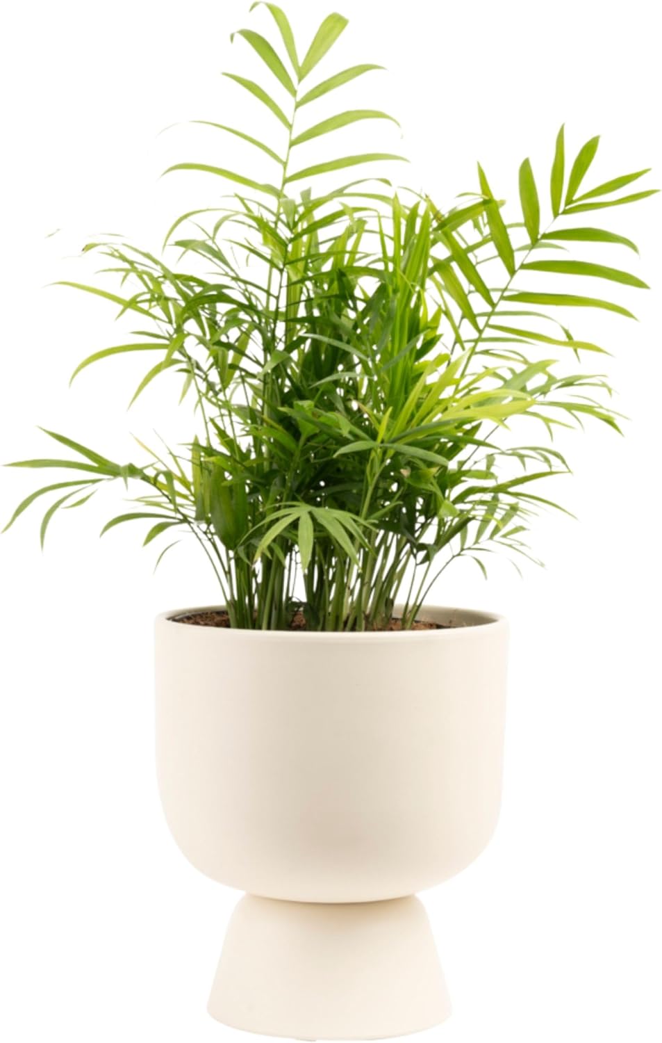 Costa Farms Parlor Palm, Neanthebella — Easy Care Houseplant
