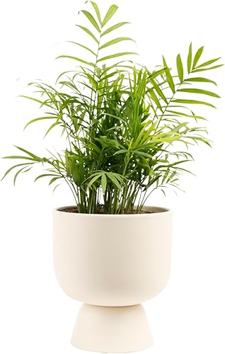 Miniatura 52 de Costa Farms Palma de bambú, planta de interior fácil de cultivar, planta de interior viva en maceta decorativa, decoración de habitación u oficina