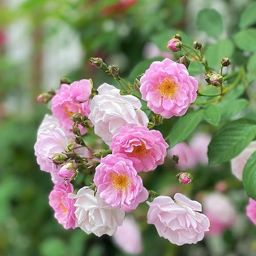 Miniatura 2 de 149 semillas de rosa rosa trepadora para plantar, semillas de flores de arbusto de rosa sin OMG, flores raras que atraen polinizadores para jardín