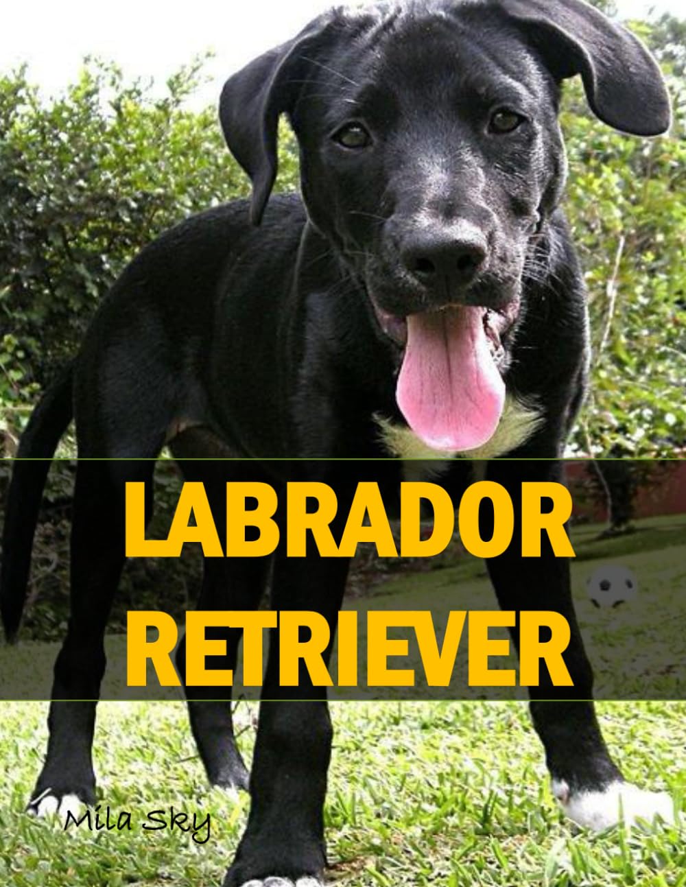 Labrador Retriever dog: A Coffee Table Photo Book for Animal Lovers