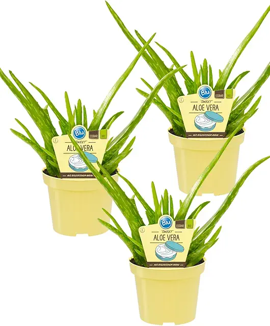 Bio Aloe Vera Sweet Pflanzen - Nachhaltige Aloe Barbadensis (3x 12cm Topf)