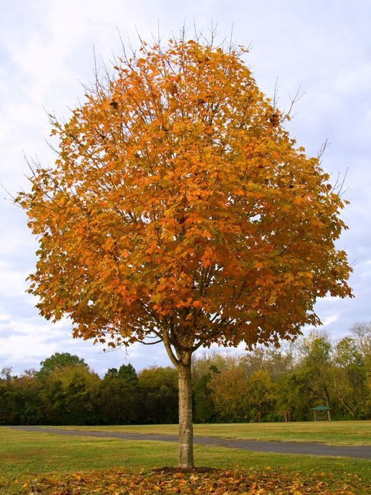 RP Seeds Acer Saccharum (Sugar Maple) - 10 Seeds