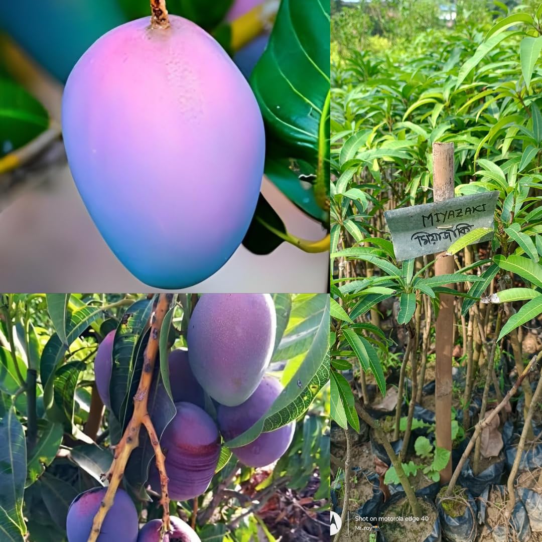 purple miyazaki mango live plant, 1 Year Old with Roots and Leaves, Purple colour mango japanes Variety, pack of 1 palnt hight 2/2.5 feet (B0D3VQPY44) Amazon Price History, Amazon Price Tracker