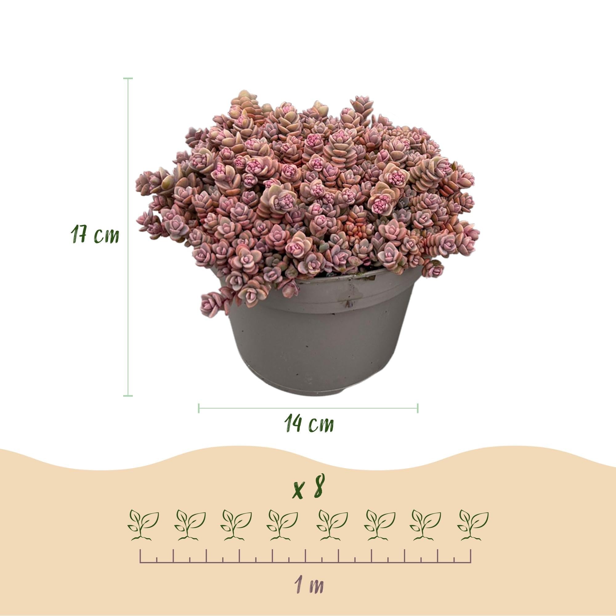 Roślina okrywowa mieszanka alpejska – 8 roślin – mrozoodporna i łatwa w pielęgnacji – różne kolory – na grządki, balkon i taras – Ø 14 cm, wys. 17 cm