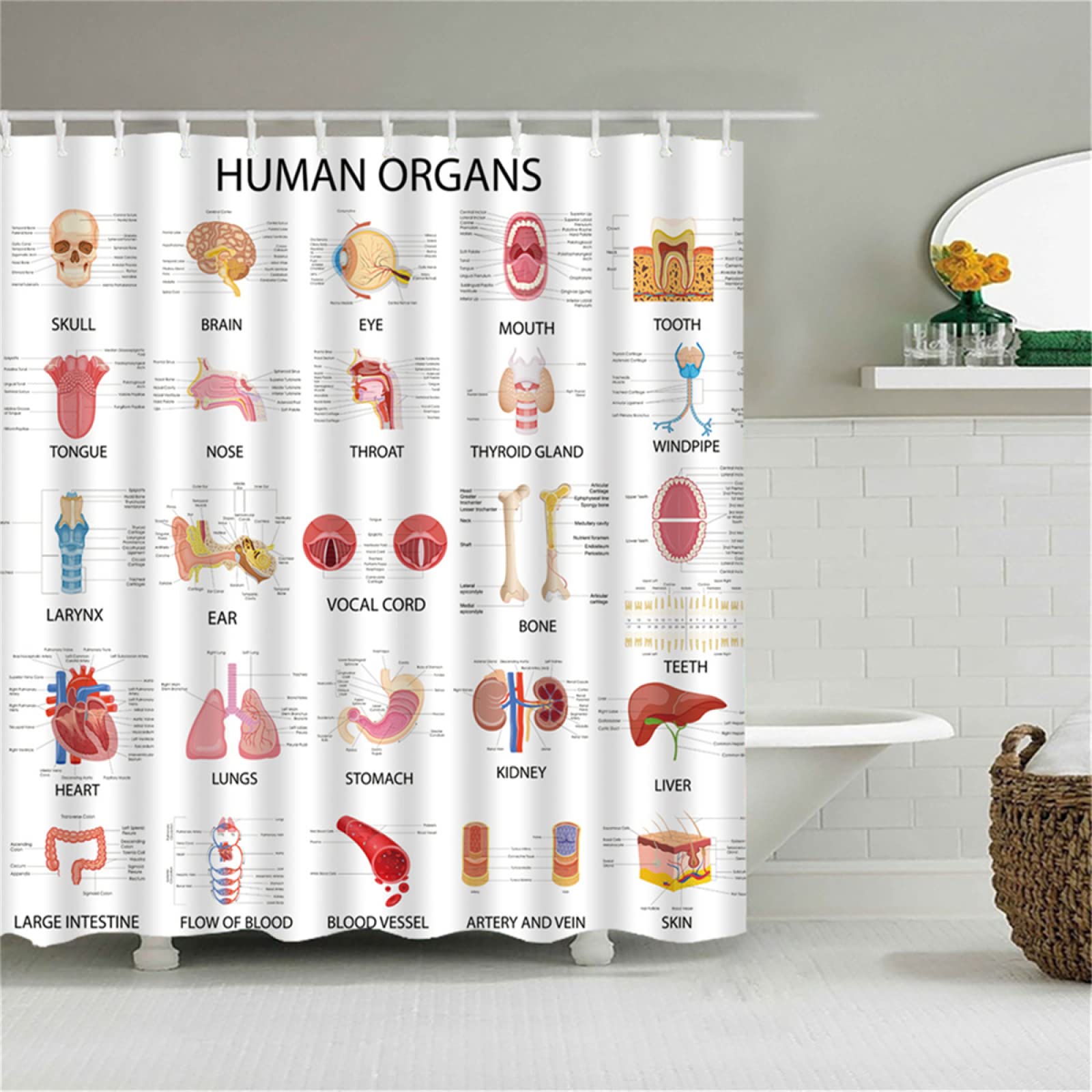 Duschvorhang W300cm x L180cm Menschliche Organe Duschrollo Anti-Schimmel,Duschvorhänge Wasserdicht,3D Outdoor Vorhang Waschbar,Schnell Trocknend Polyester,Extra Lange Badezimmer gardinen mit 12 Haken