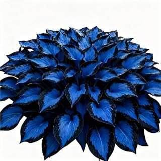 Midnight Blue Heart Hosta 4 Roots Kit for Garden & Landscape- Lasting Bloom- Year-Round Evergreen Foliage