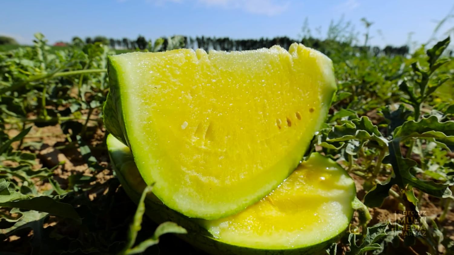Yellow Doll Watermelon Seeds Non-GMO Heirloom - 30 Pack by RAISE ME UP, High Germination, Easy Grow Guide