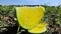 Yellow Doll Watermelon Seeds Non-GMO Heirloom - 30 Pack by RAISE ME UP, High Germination, Easy Grow Guide