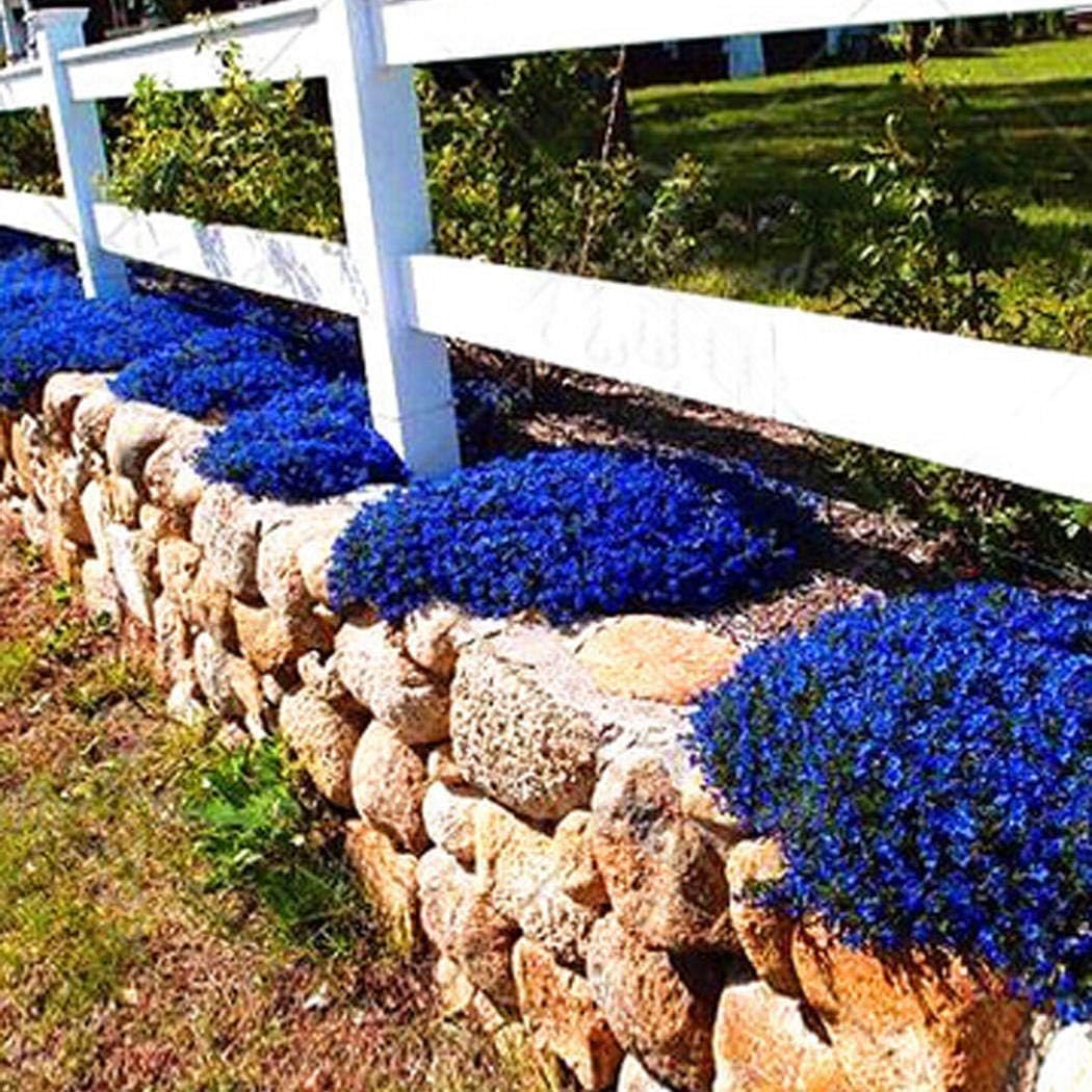 Seeds House- SummerRio 100pcs Rock cress Climbing Plant Seeds, Ground Cover Flower Garden Decoration Perennial Flower Seeds Hardy Ornamental Plants