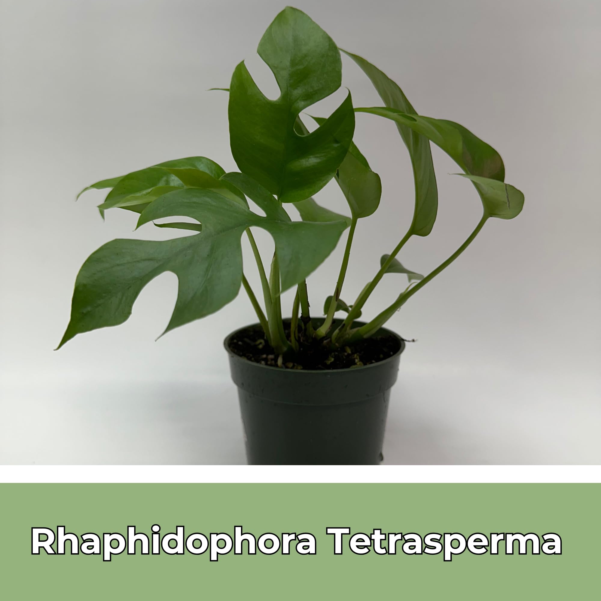 philodendron gigas vs melanochrysum Philodendron Gigas | Impressive Growing Velvet Foliage main image 0