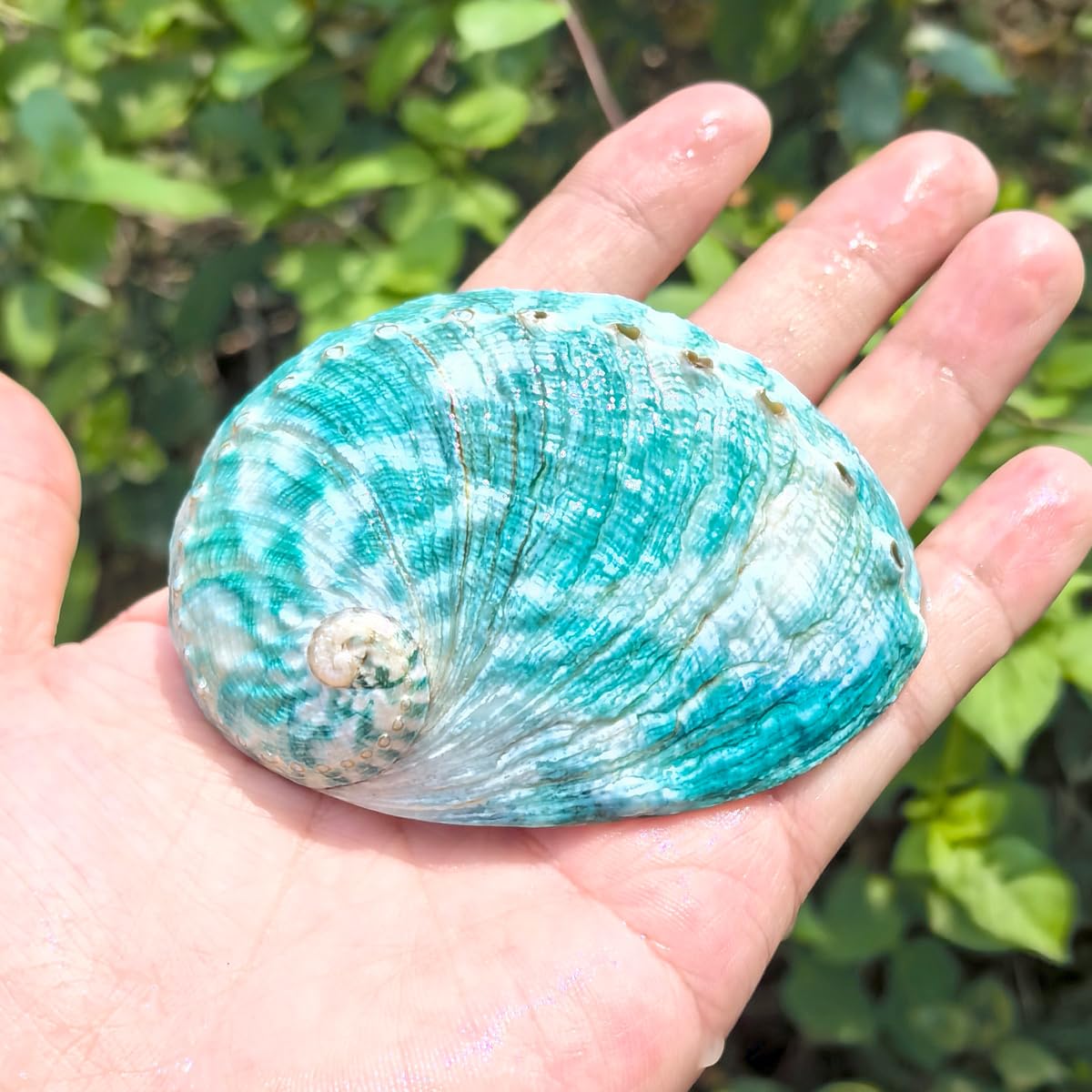 Skorupa uchowca