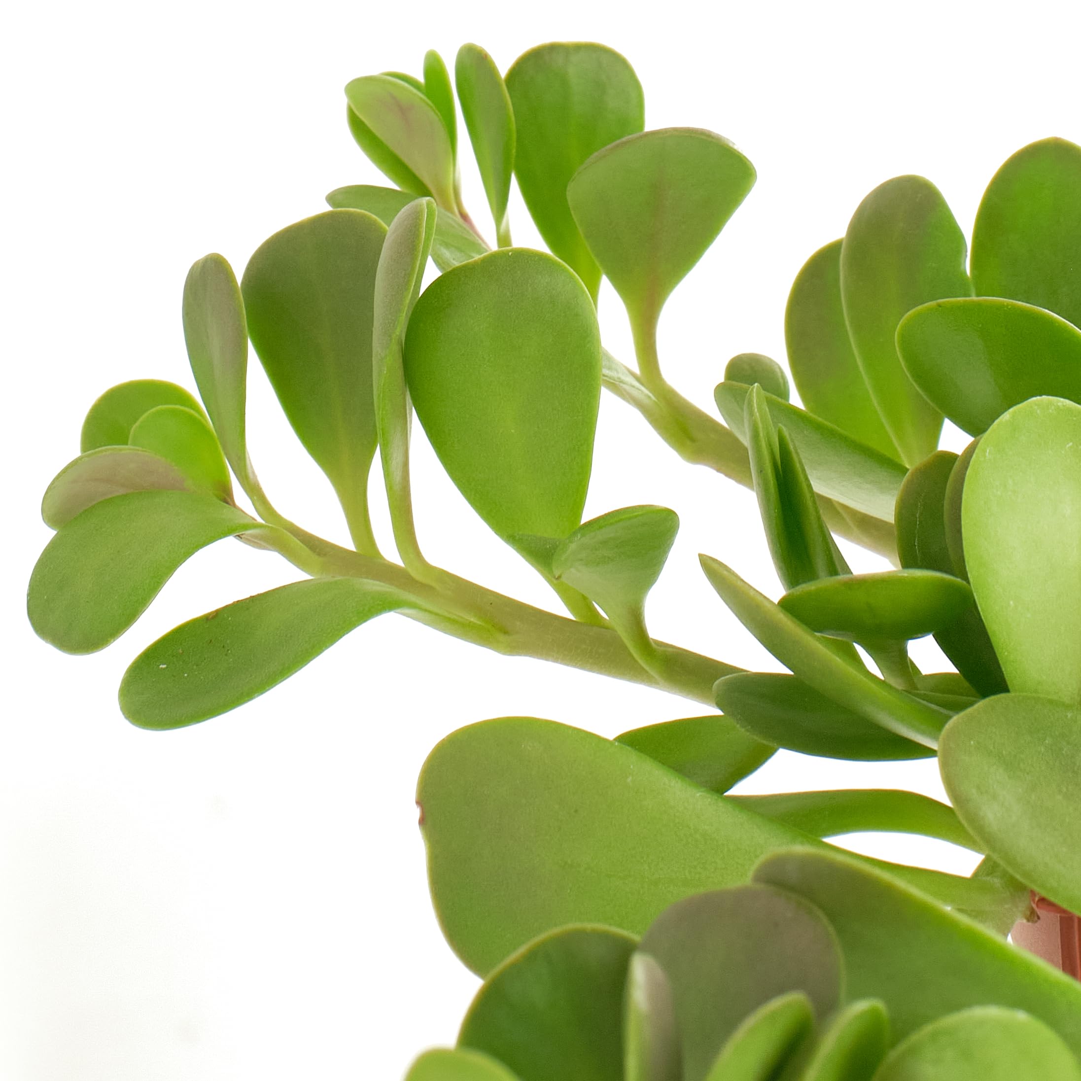 indoor pine tree plant Buy Pine Tree main image 0
