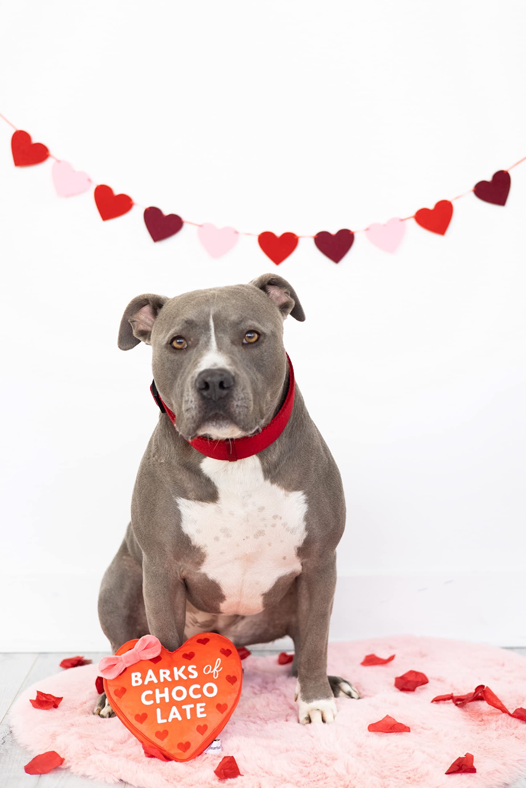 Pearhead Valentinstag Plüsch Hundespielzeug, Box mit Schokolade gefülltes Haustierspielzeug, Knister- und Quietschspielzeug, Valentinstagsgeschenke, Rinden von Schokolade Spielzeug