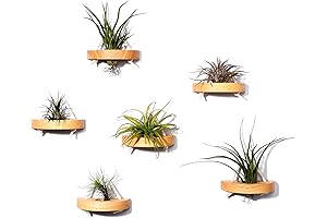 MITIME Air Plant Wall Holder: A Space-Saving Display for Greenery