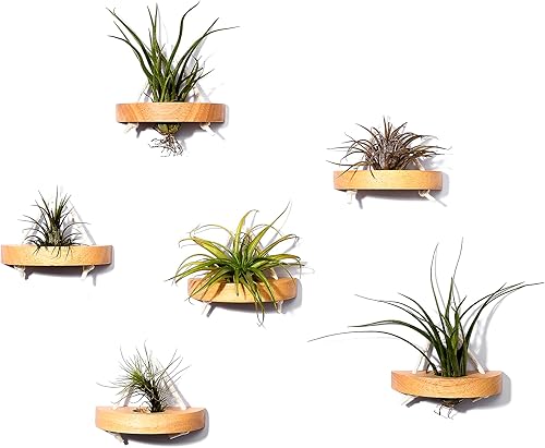 MITIME Soporte para plantas de aire, soporte de exhibición de plantas de aire pequeño. Soporte de pared para ahorrar espacio, decoración de pared.