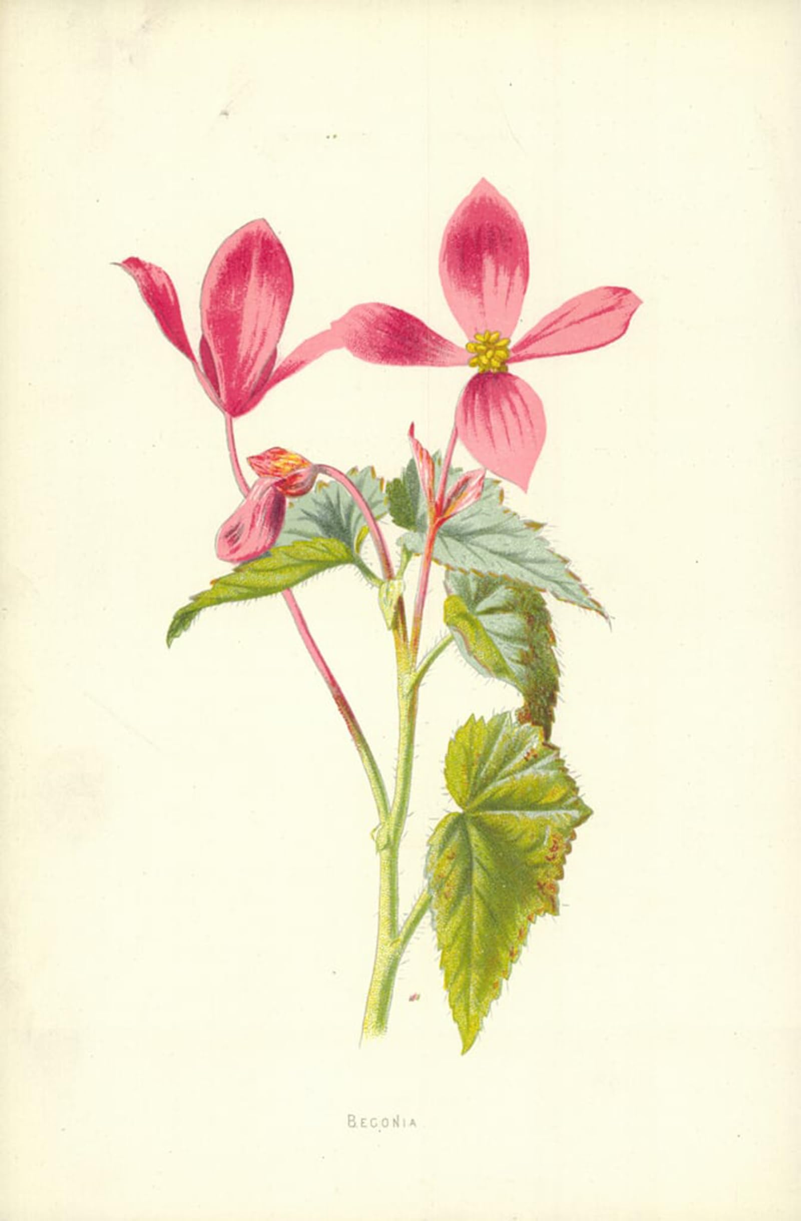 ARTXLXXBN Famous Prints Artwork Pictures Poster Painting Art Begonia by Frederick Edward Hulme Artwork Landscape Pictures for Home Decor 60x90cm