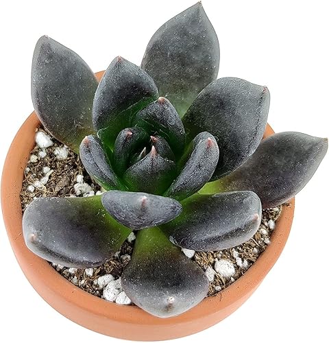 Miniatura 2 de Echeveria Black Prince Black Gallinas y polluelos (2 pulgadas)