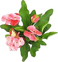 Vista 3 de Euphorbia Crown of Thorns Plant Decor, Perennial Plants Ready to Plant, Cactus Plants Live Houseplants, Outdoor Plants Live House Plants Live Plants