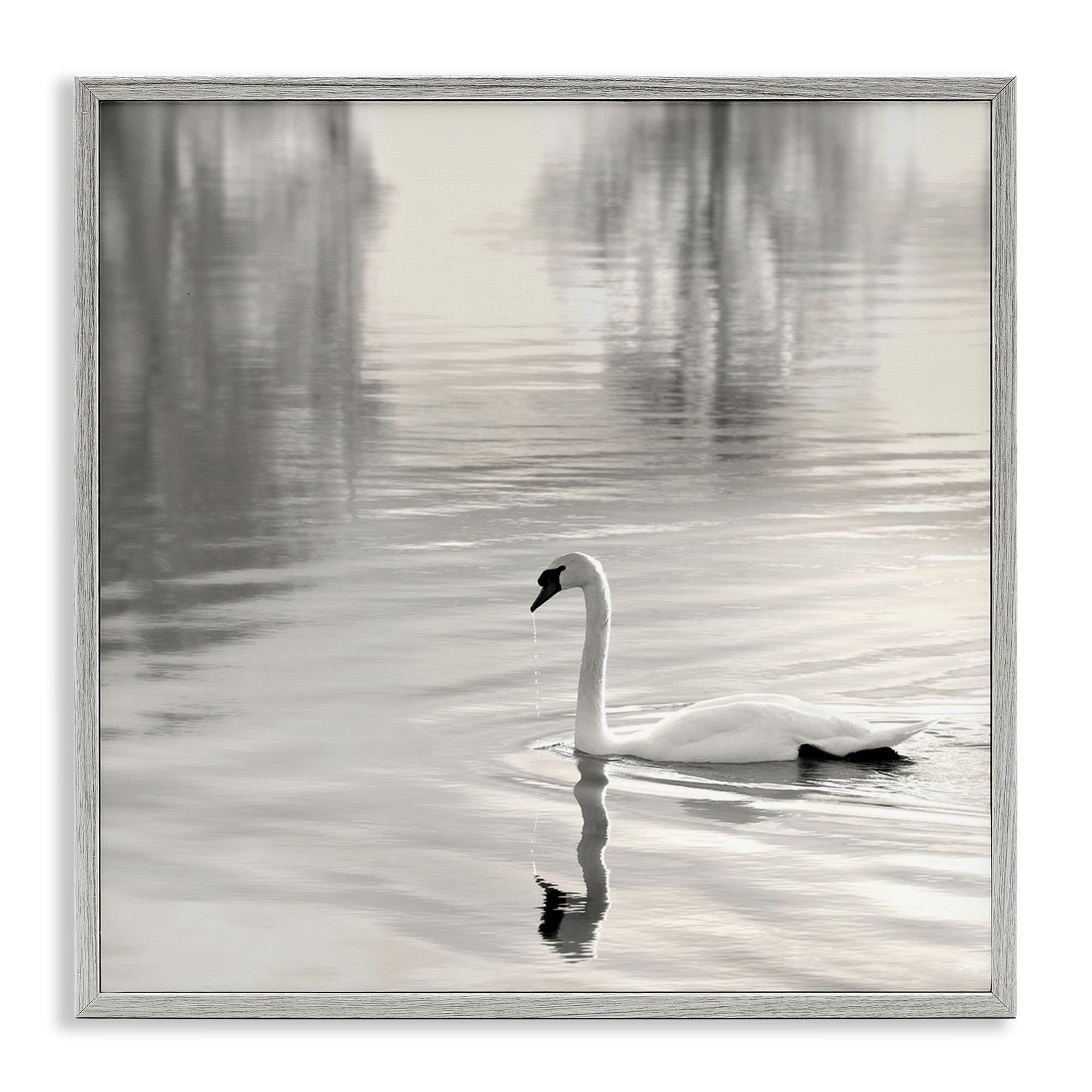'Morning Sunlit Swan'| Framed Giclee Art