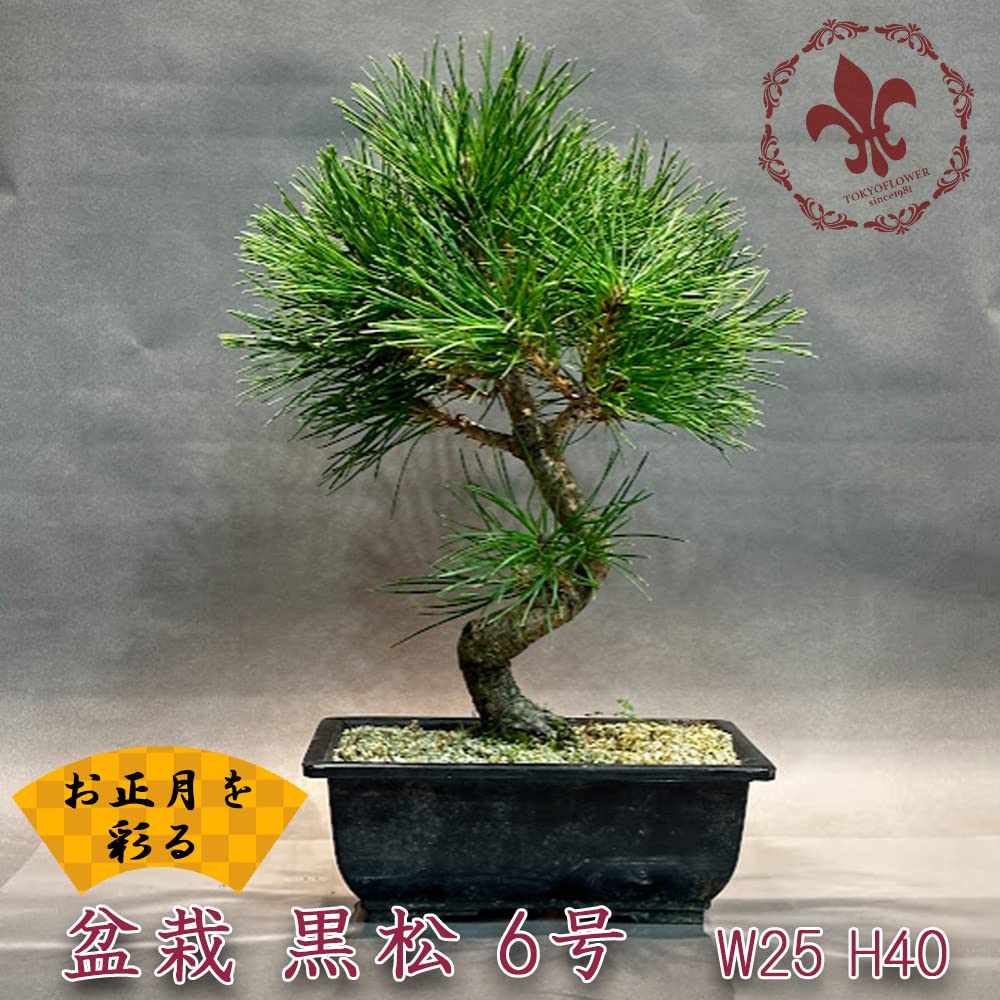 Amazon.co.jp: 盆栽 黒松 6号 プラ鉢 bonsai bonzai 正月 縁起物 W25