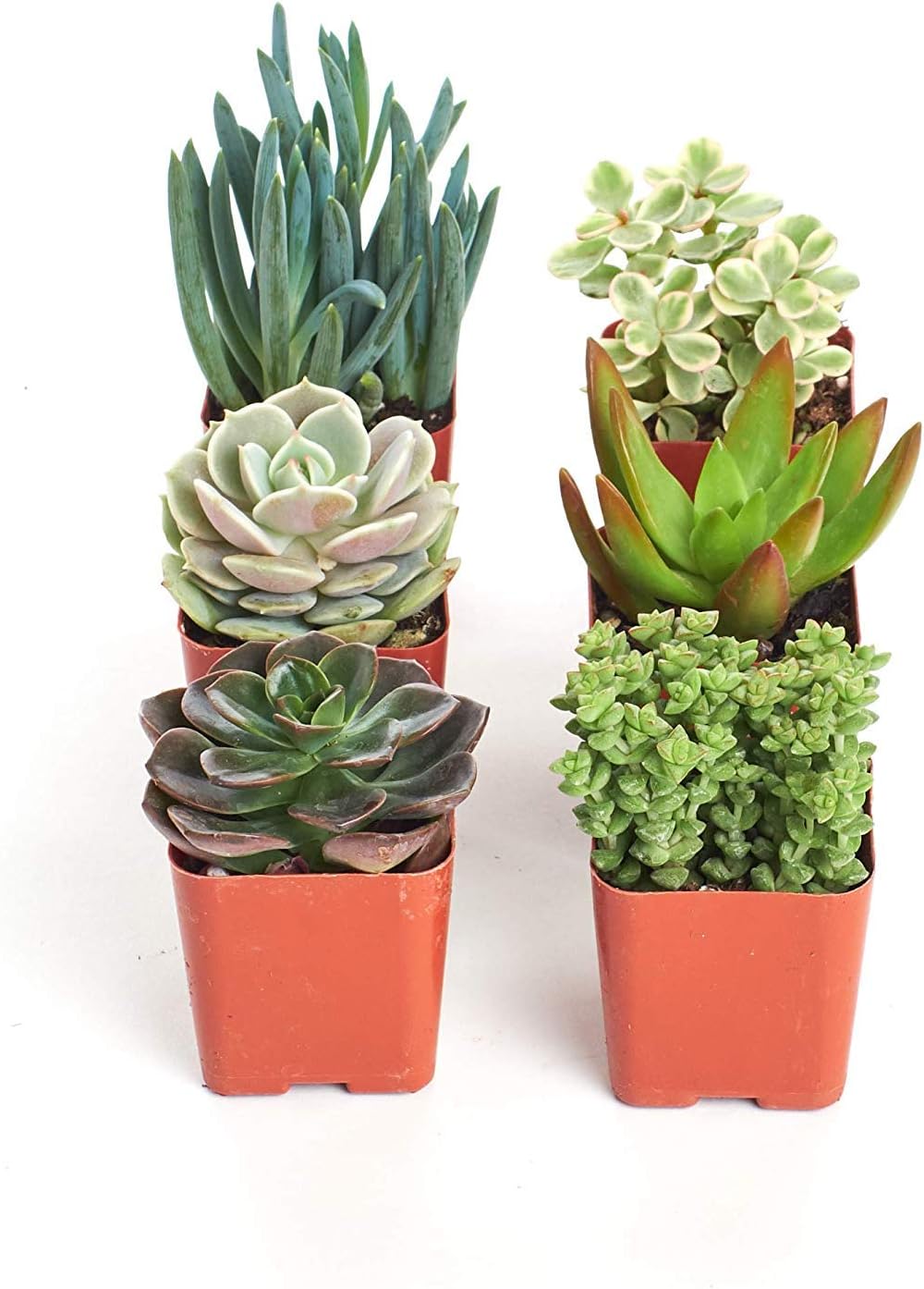 Shop Succulents | Can't Touch This Collection | Assortment of Hand Selected, Fully Rooted Live Indoor Succulent and Cacti Plants, 12-Pack : Everything Else